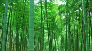 Bambu kosmeettisten pakkausten valmistaja