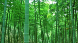 Bamboo cosmetic packaging manufacturer